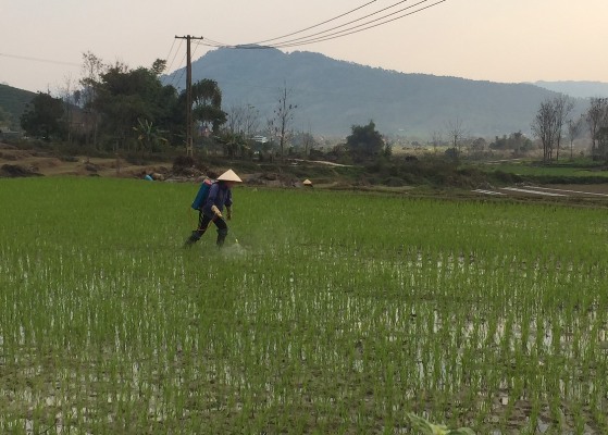 Người dân xã Phúc Khoa, huyện Tân Uyên chăm sóc lúa mùa